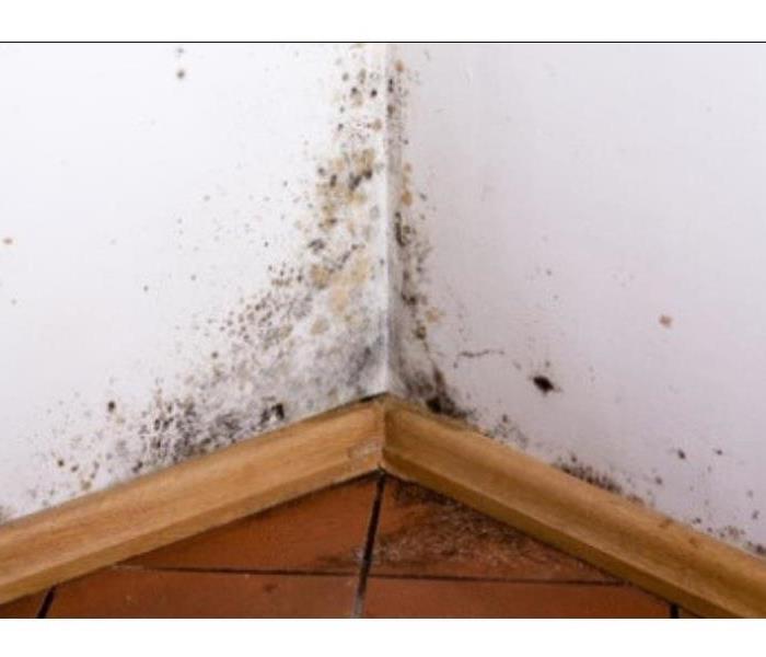 Mold growth on walls